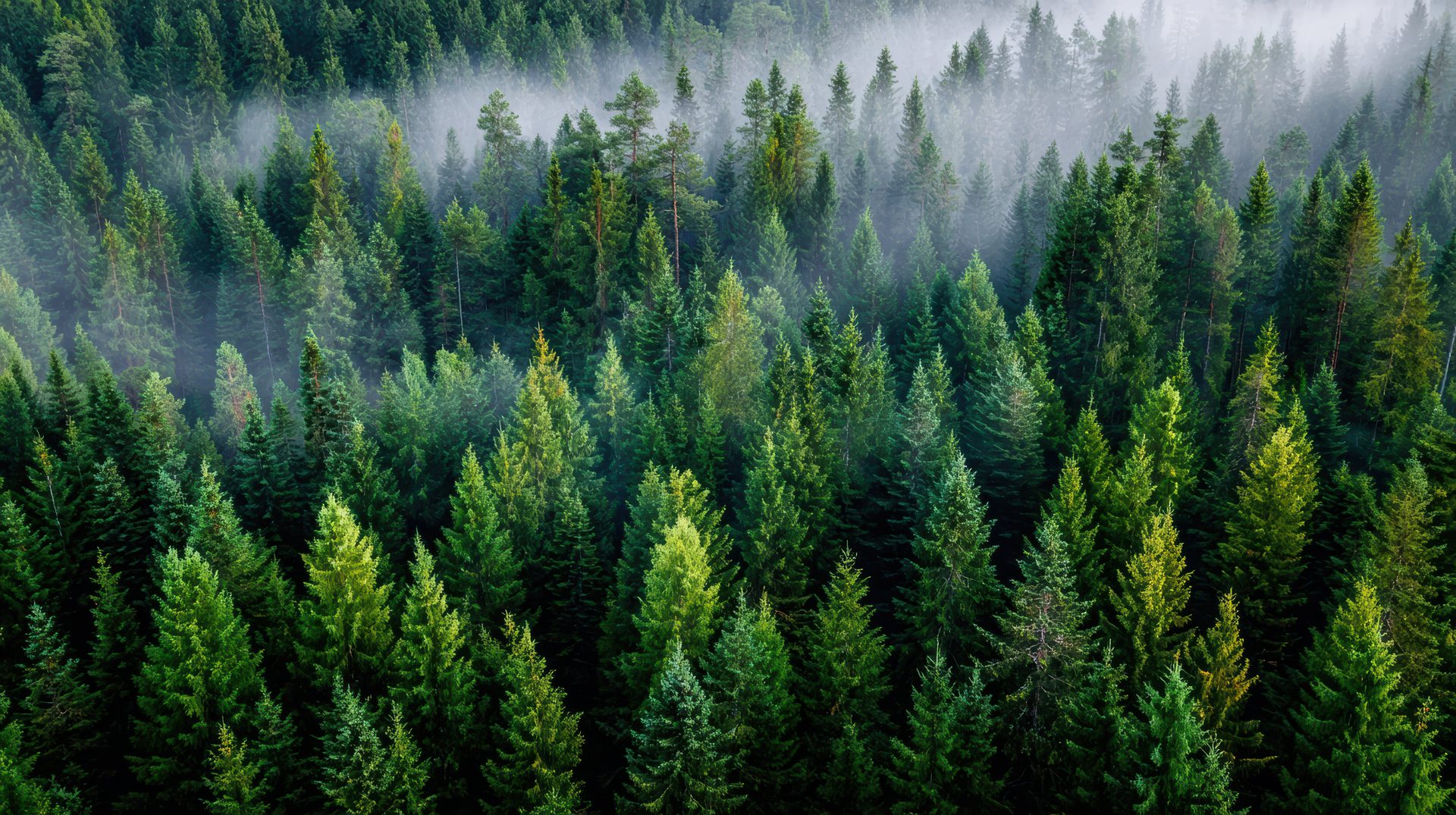 New Zealand Radiata Pine forestry plantation, source of NZ timber exports to India and UAE