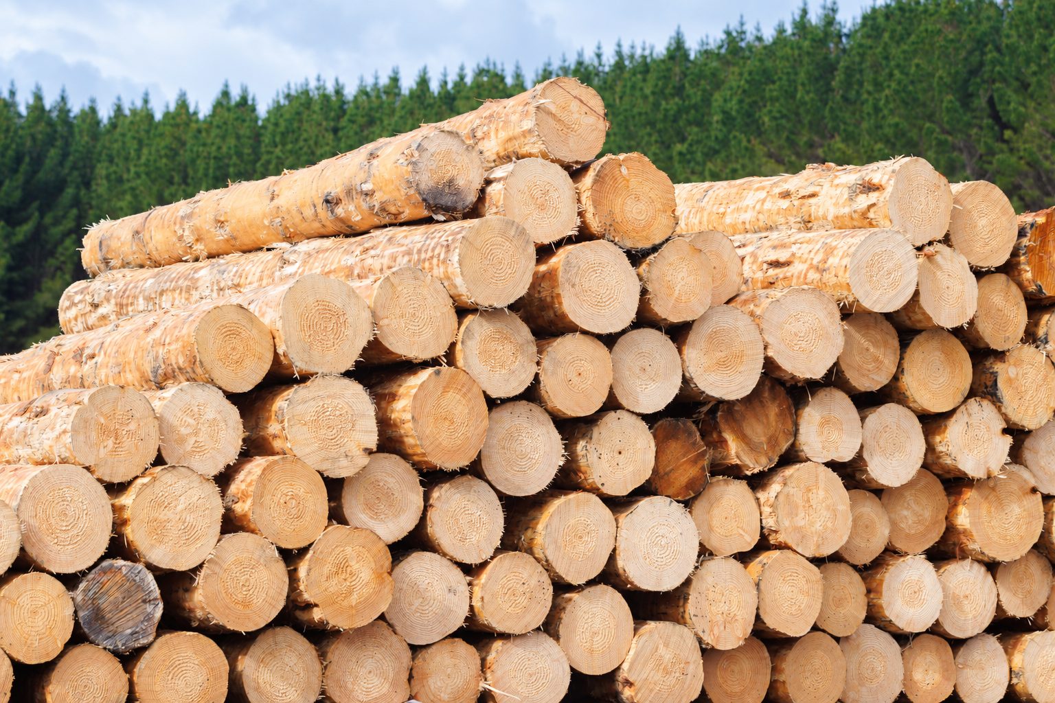 New Zealand Radiata Pine export logs ready for shipment to India under the NZ-India FTA